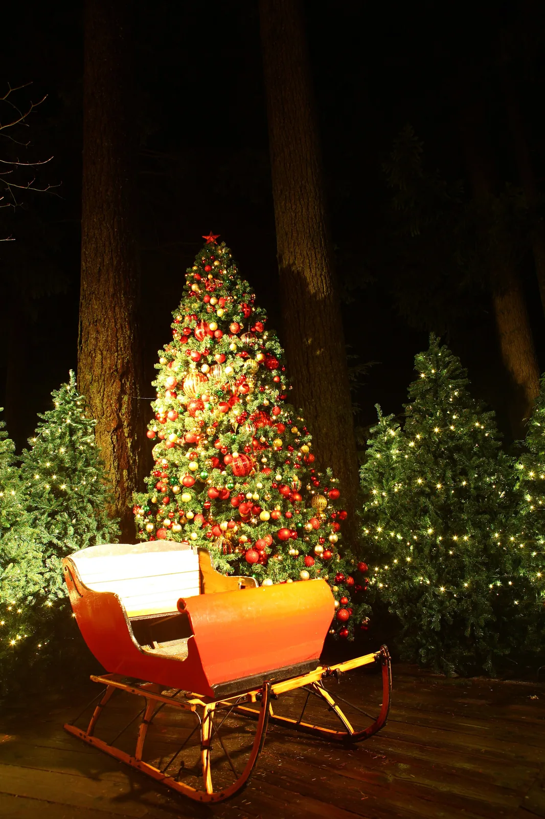 Canyon Lights 2012 at Capilano Suspension Bridge