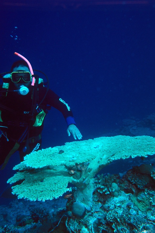 Bungee vs Scuba First Dive: Two Very Different Courage Tests — supporting image